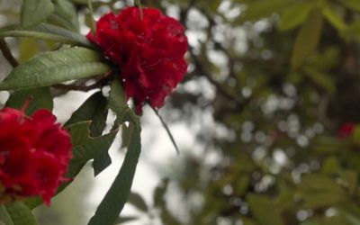 The Art of Taking a Break: Why Dharamkot Studio’s Retreats Stay With You Long After You Leave